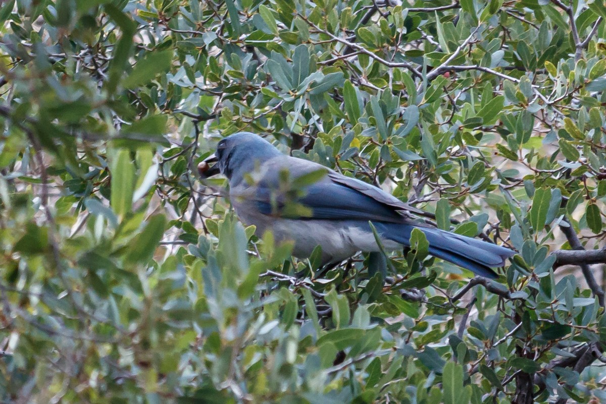 Mexican Jay - ML199735131