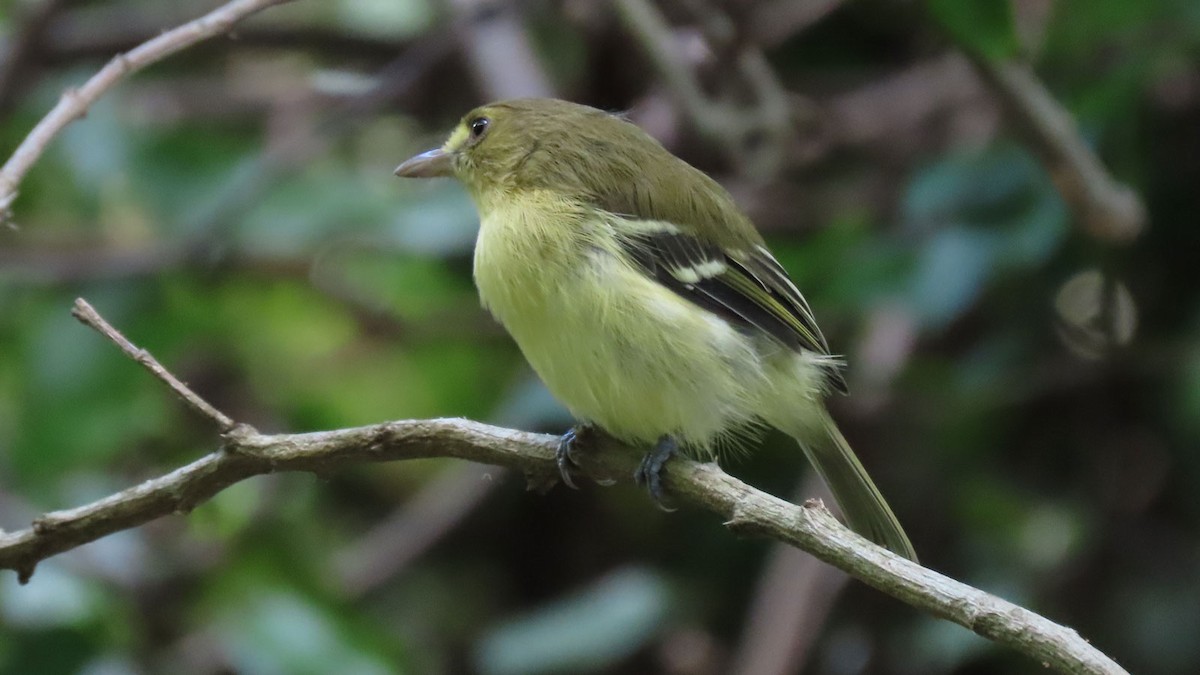 Mangrove Vireo - ML199735861