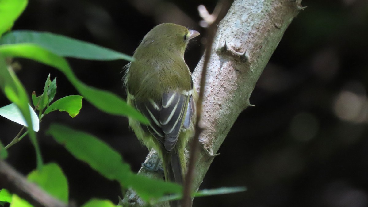 Mangrove Vireo - ML199735871