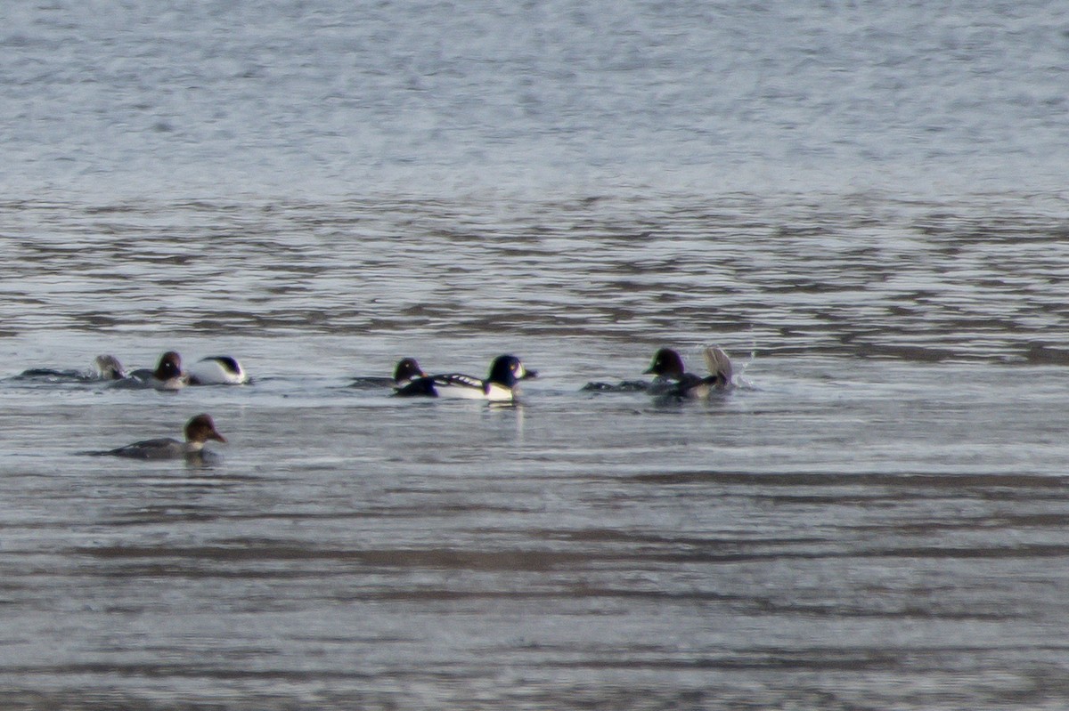 Barrow's Goldeneye - ML199737841