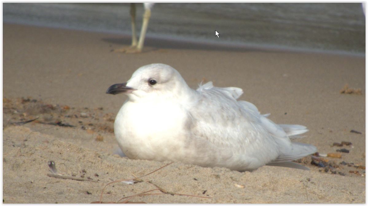 Iceland Gull - ML199739631