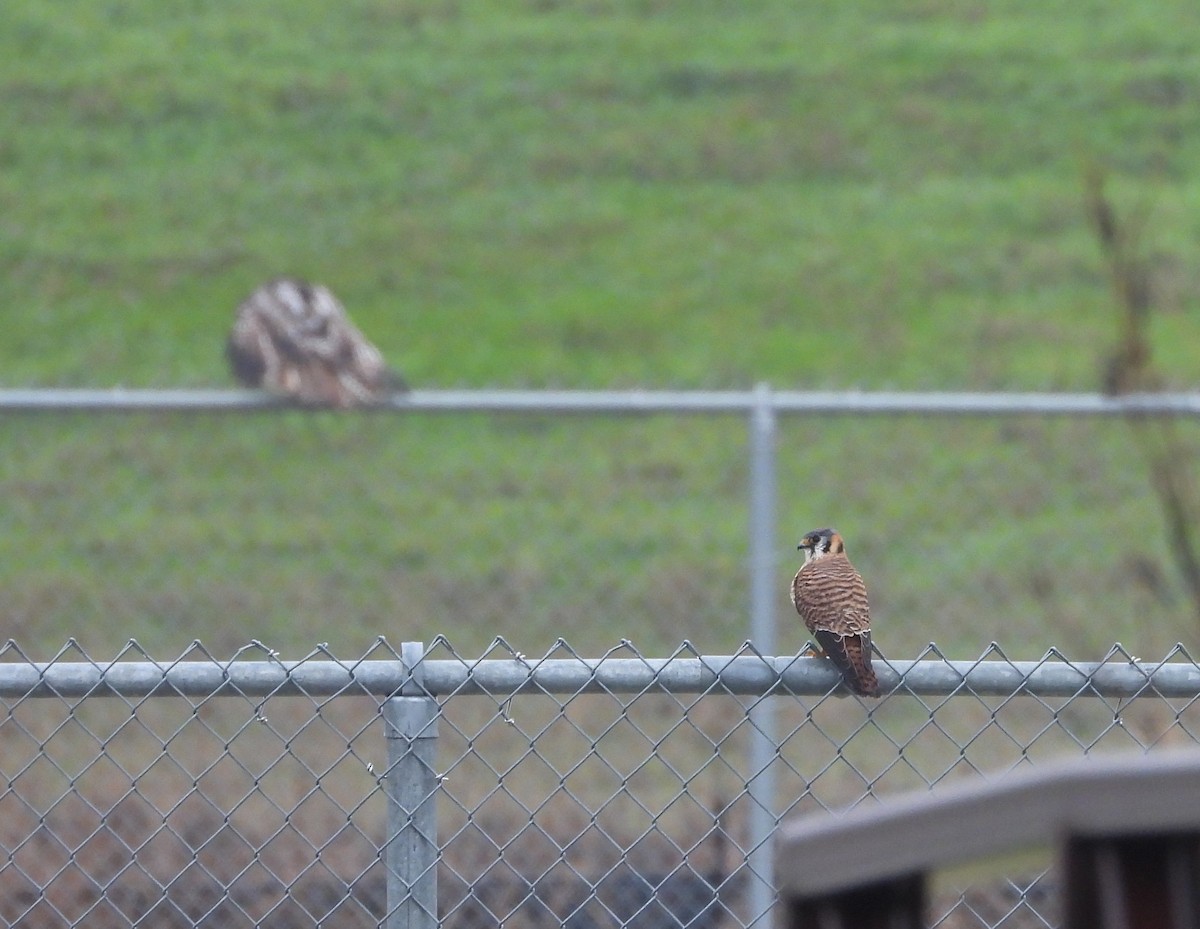 American Kestrel - ML199739941