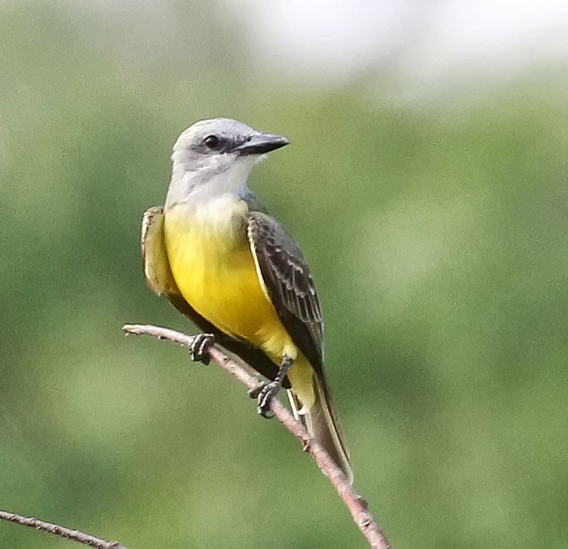 Western Kingbird - ML199740981