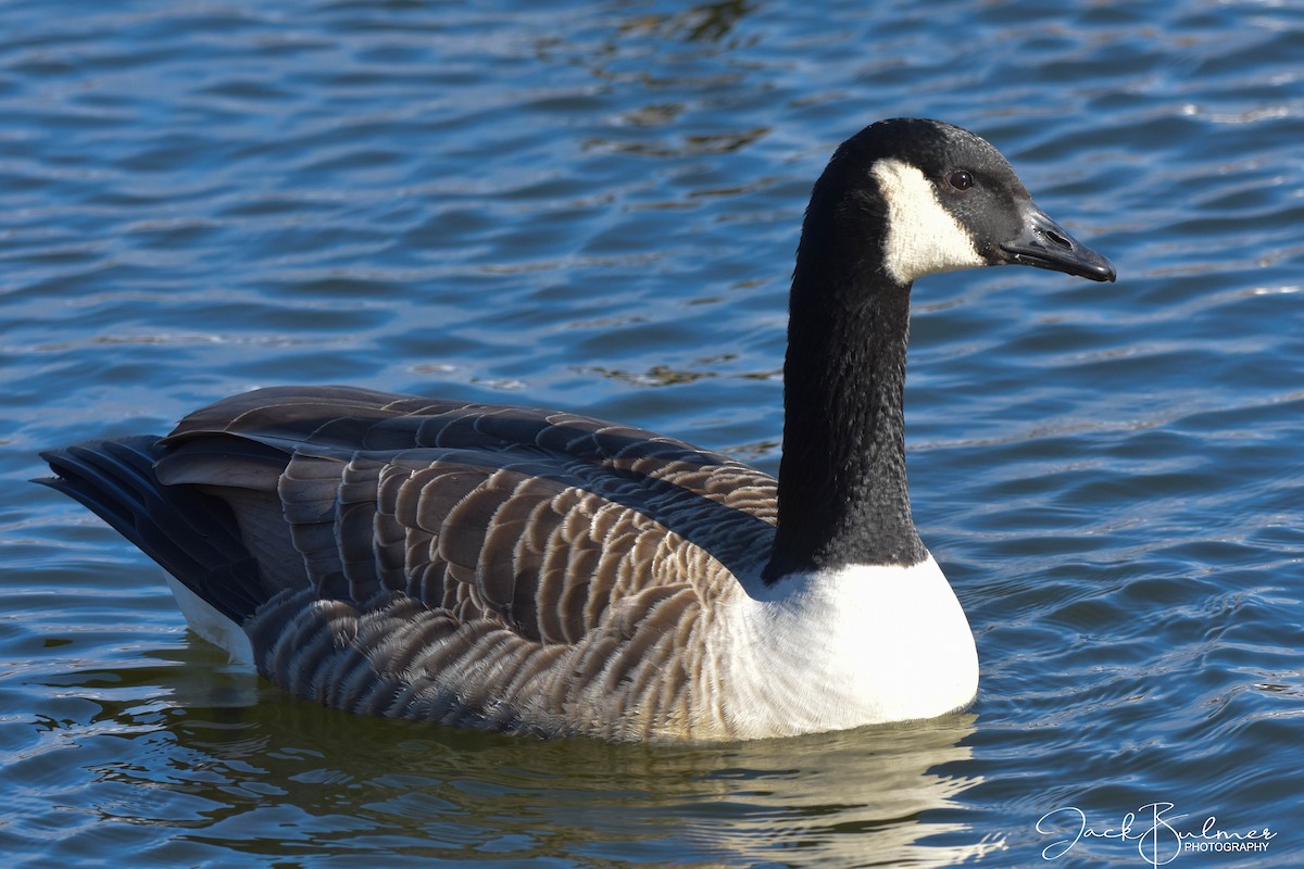 Canada Goose - ML199740991