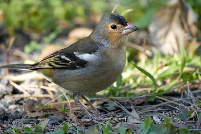 Field Identification - Canary Islands Chaffinch - Fringilla