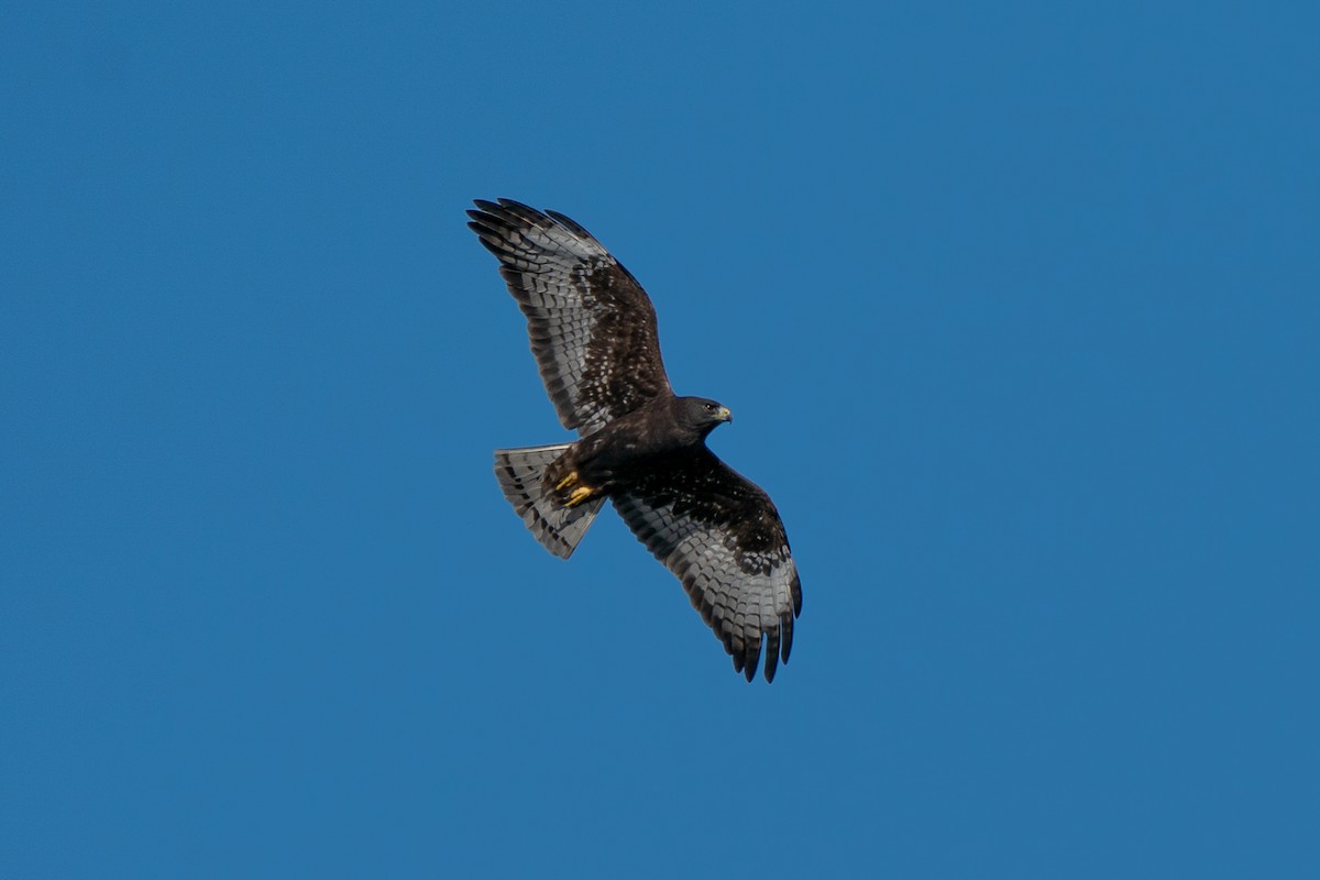 Short-tailed Hawk - Steven Hunter