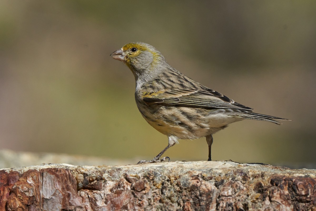 Island Canary - Miguel Rouco