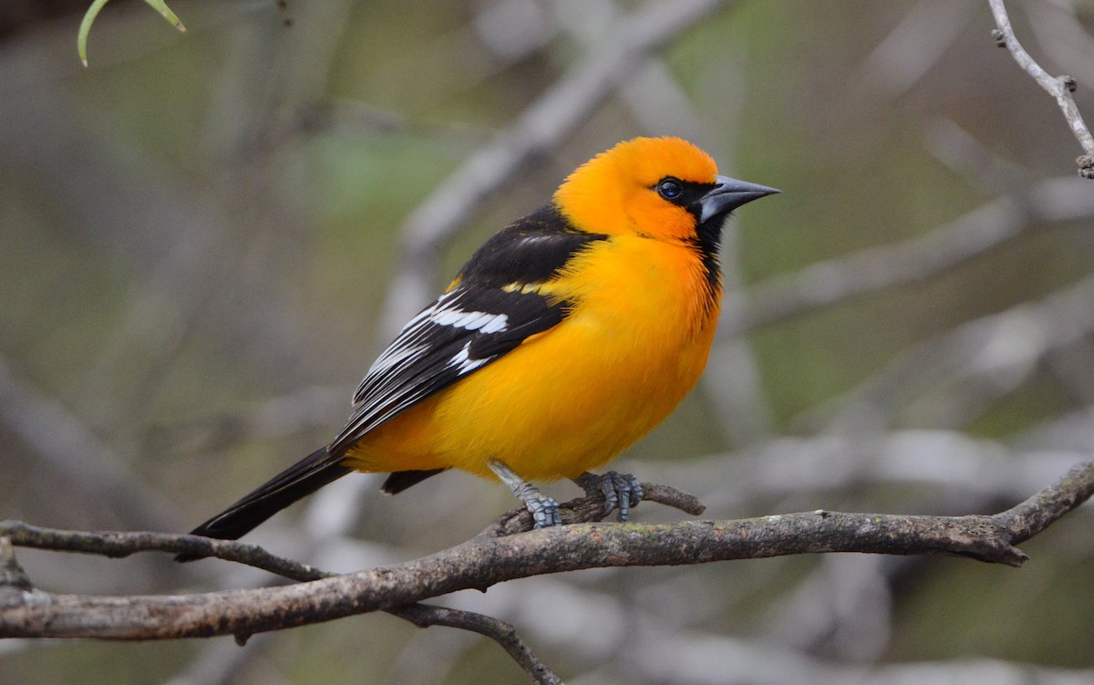 Oriole à gros bec - ML199742621