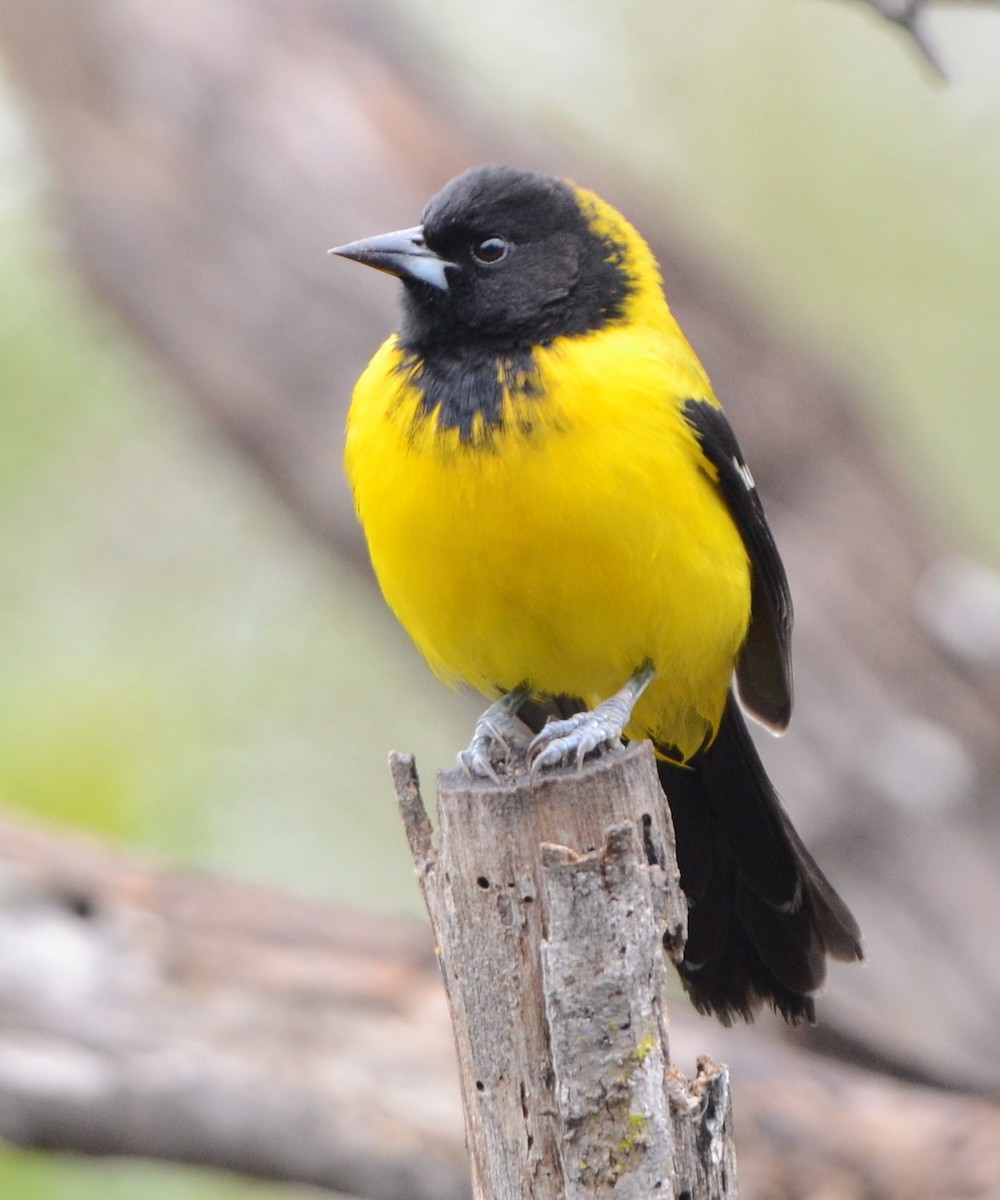 Audubon's Oriole - Matt Stenger