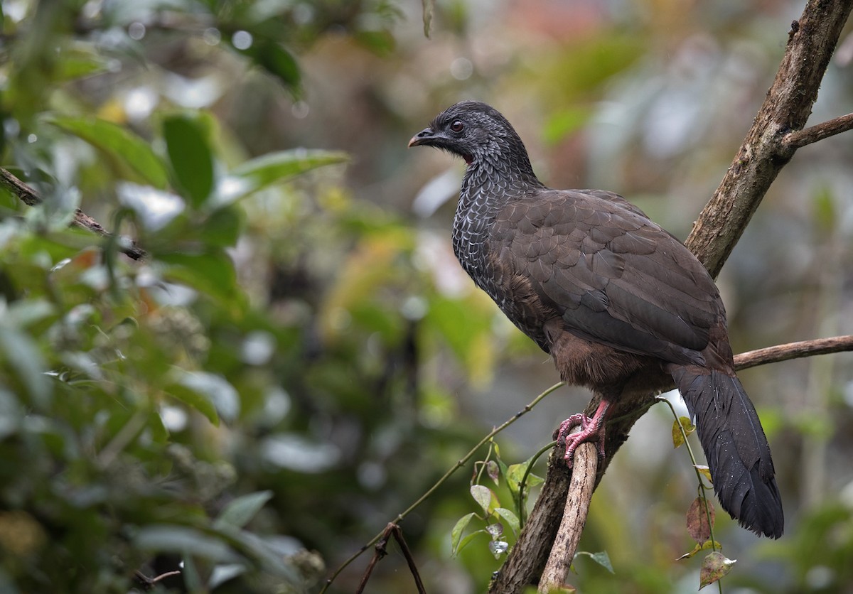 Andean Guan - ML199743061