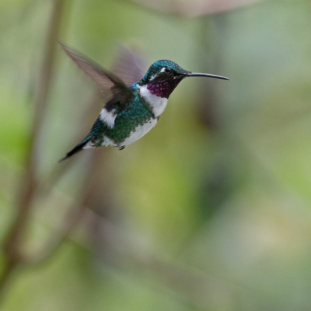 White-bellied Woodstar - ML199743331