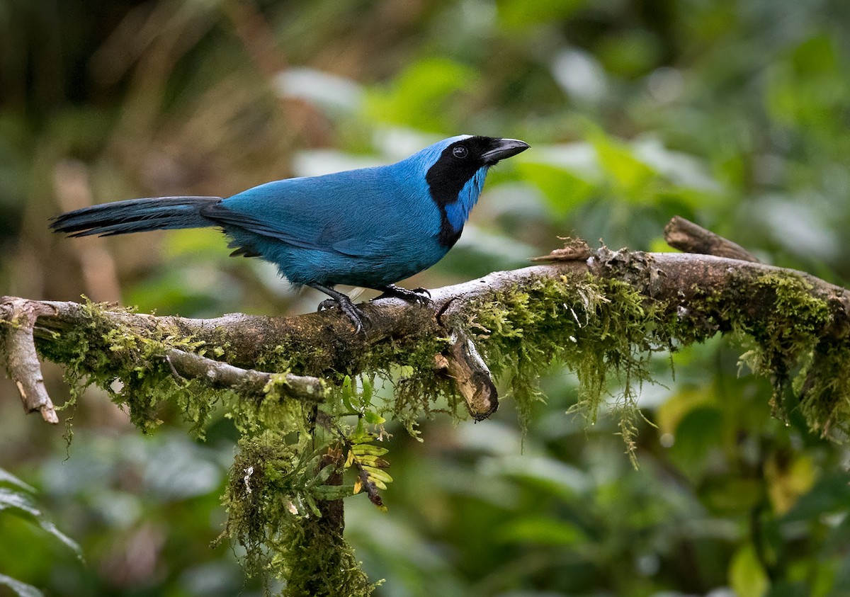 Turquoise Jay - Lars Petersson | My World of Bird Photography