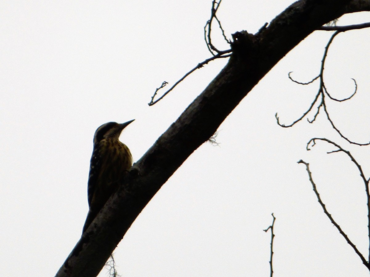 Philippine Pygmy Woodpecker - ML199745151