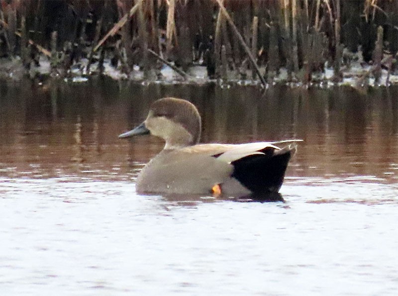 Gadwall - ML199745201