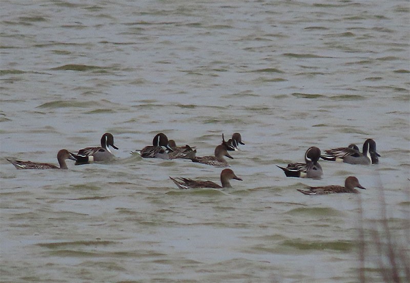 Northern Pintail - ML199745391