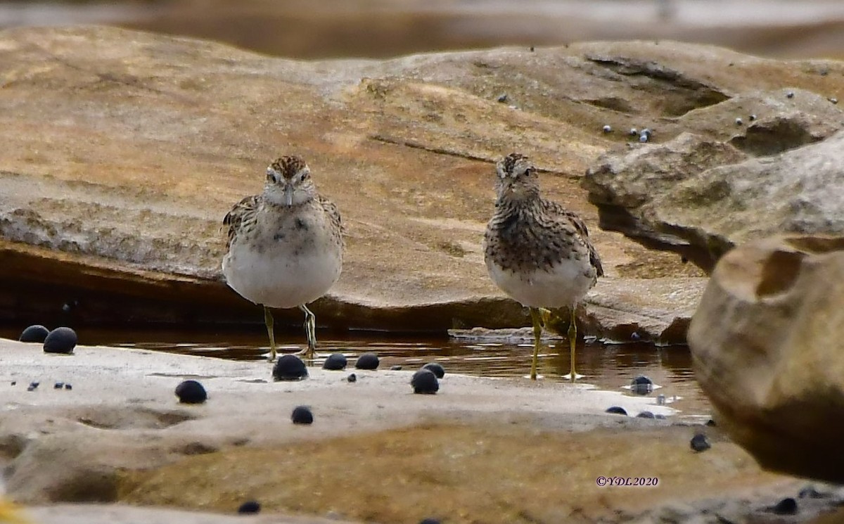 Pectoral Sandpiper - ML199747181