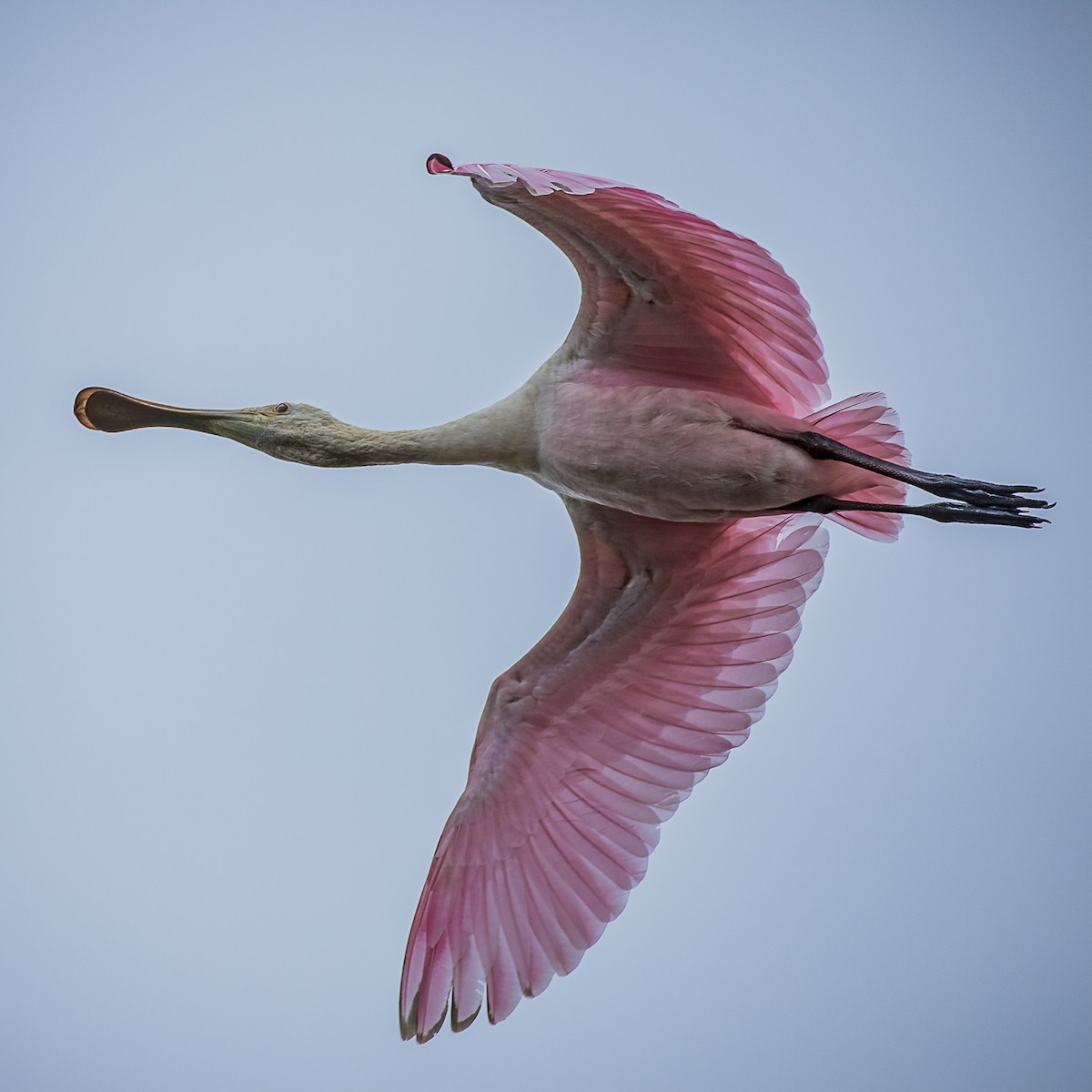 Roseate Spoonbill - Paul Thomas