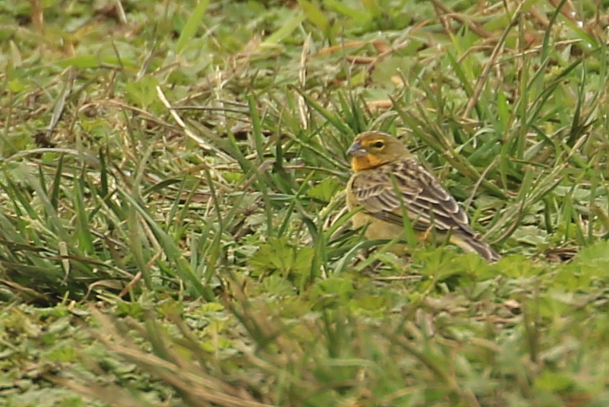 Grassland Yellow-Finch (Montane) - ML199749011