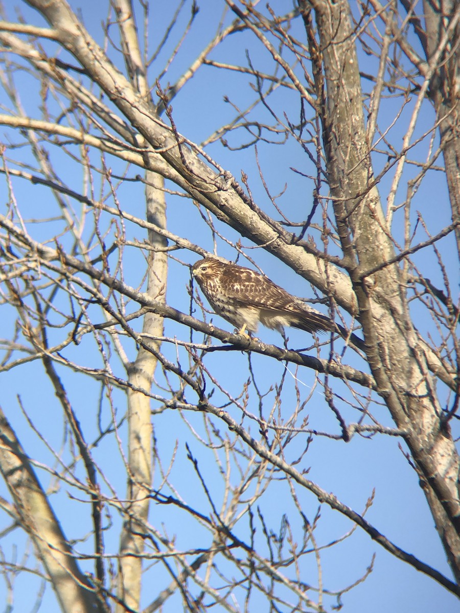 Red-shouldered Hawk - ML199749291