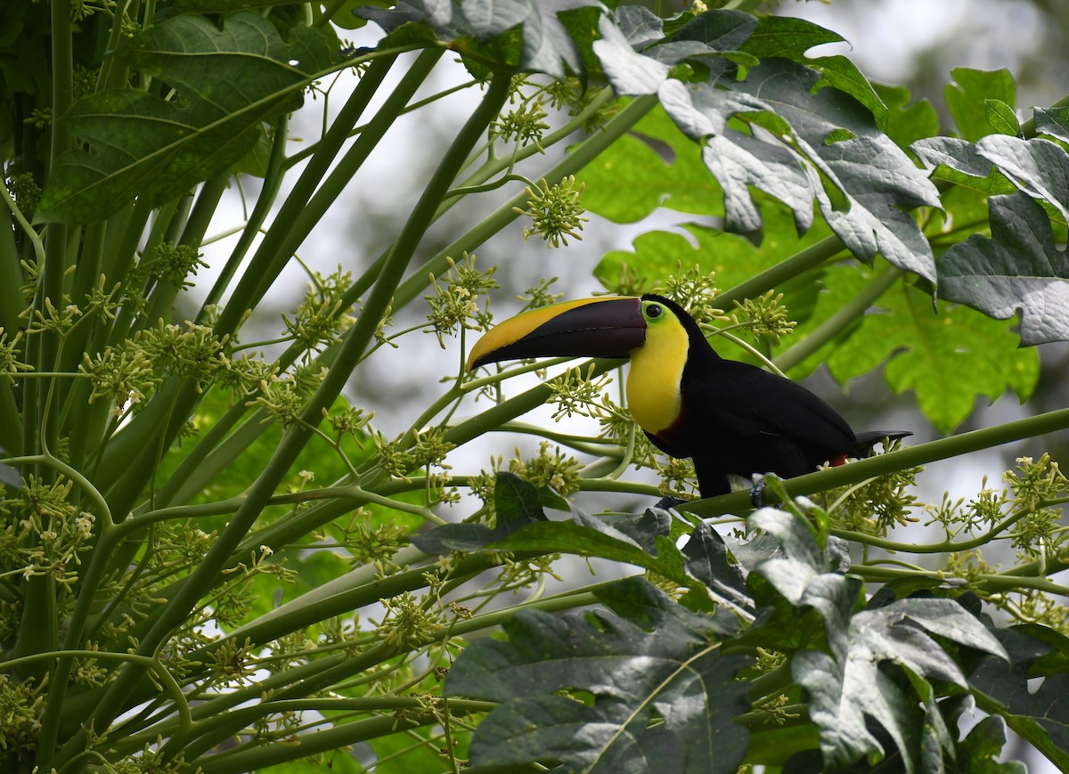 Yellow-throated Toucan - ML199749591