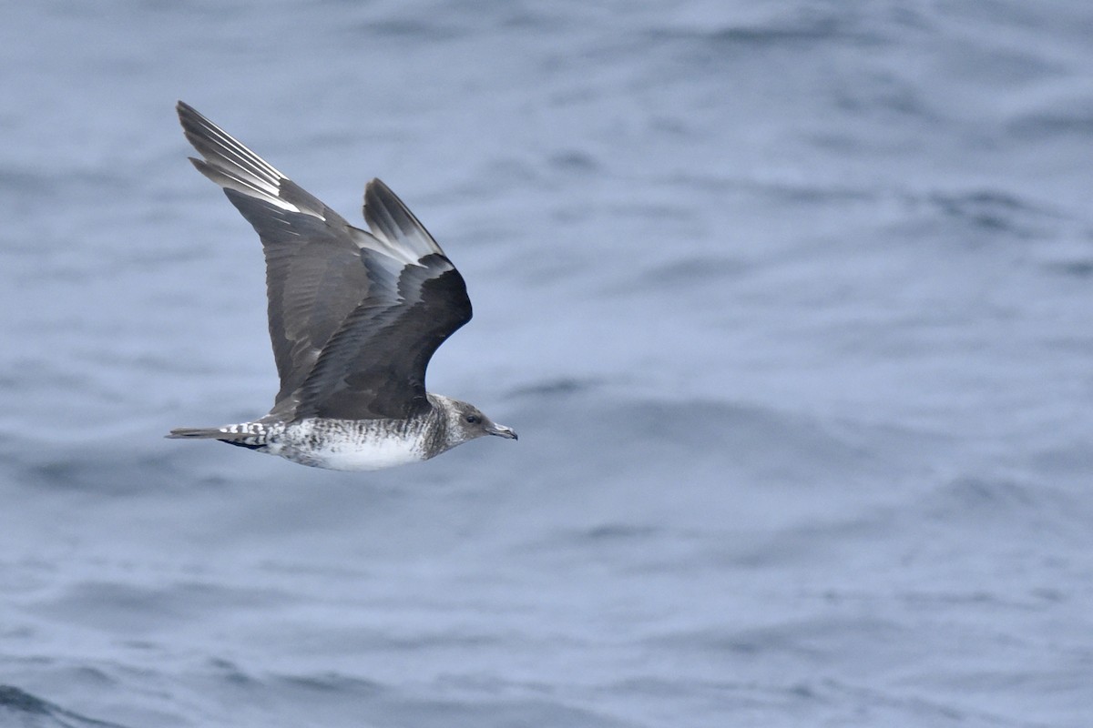 Pomarine Jaeger - Daniel Irons