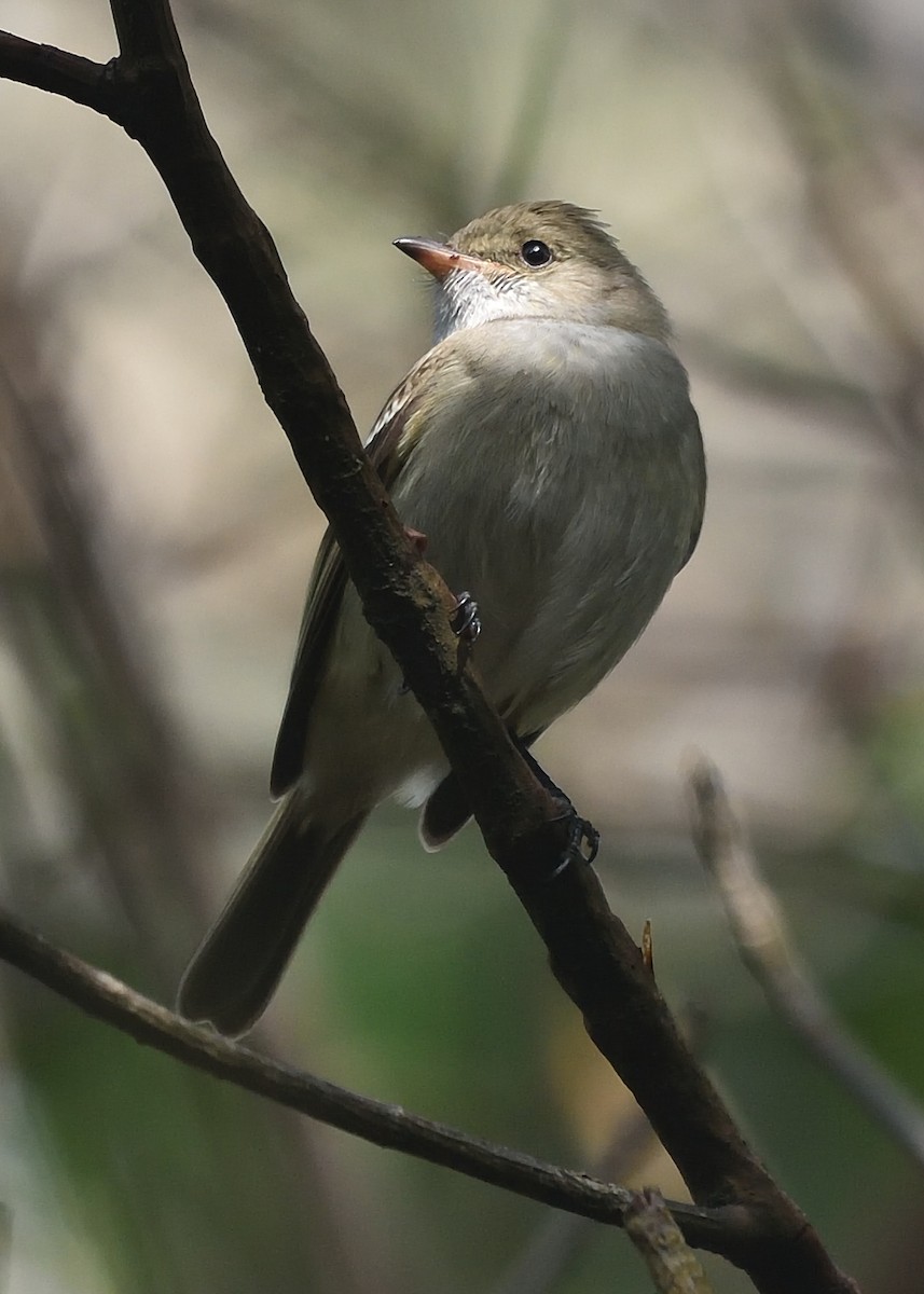 Caribbean Elaenia - Michiel Oversteegen