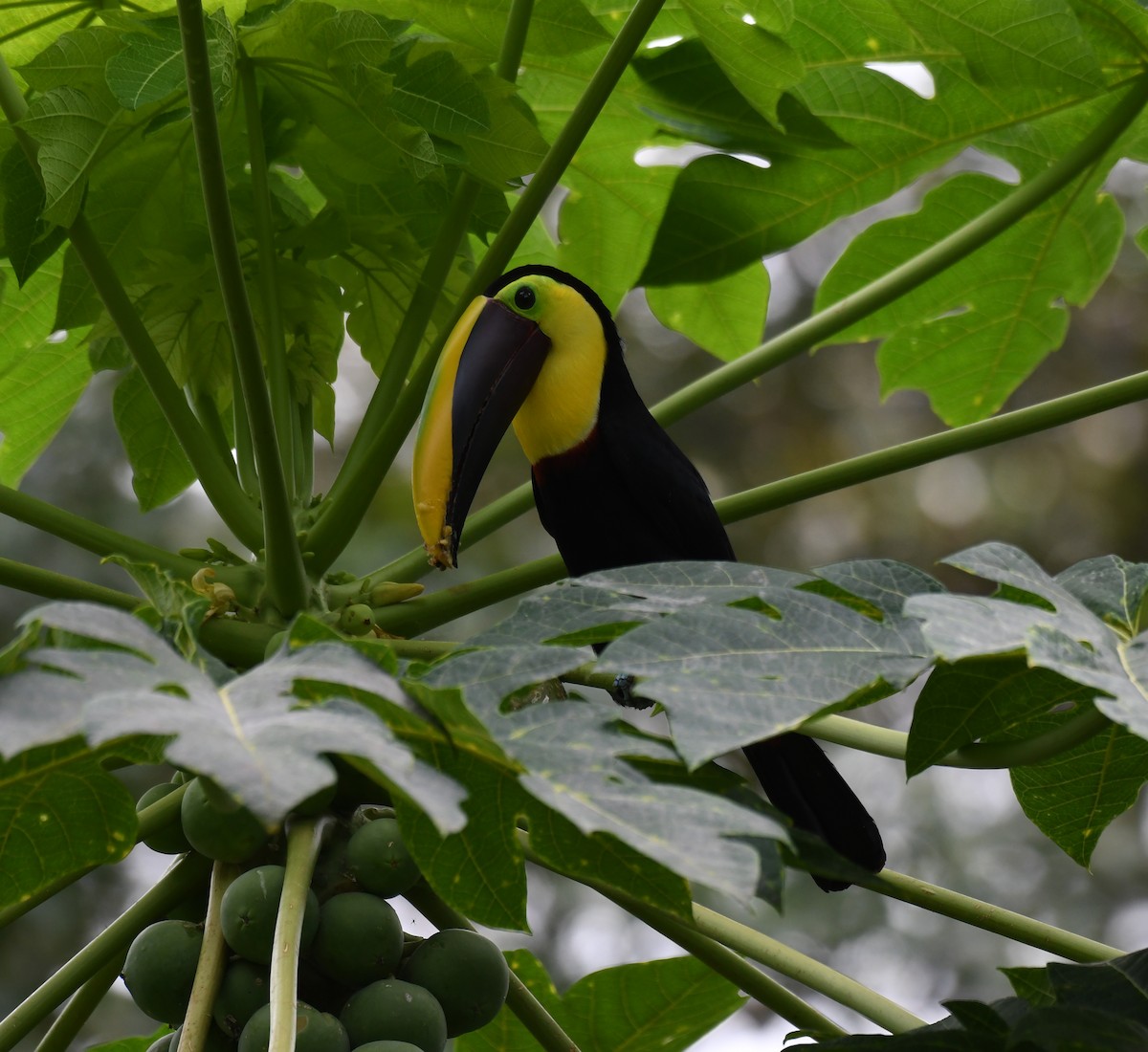 Yellow-throated Toucan - ML199750111