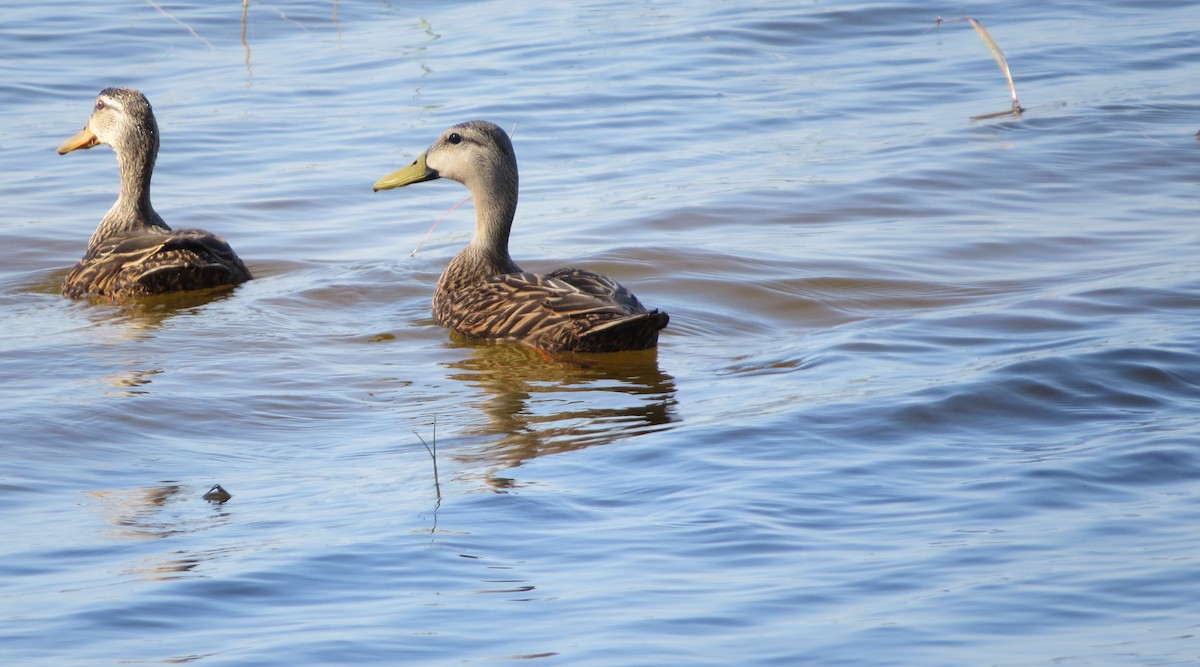 Mottled Duck - ML199750651