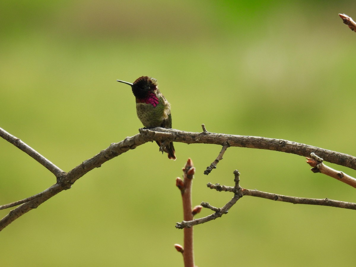 Anna's Hummingbird - James Maley