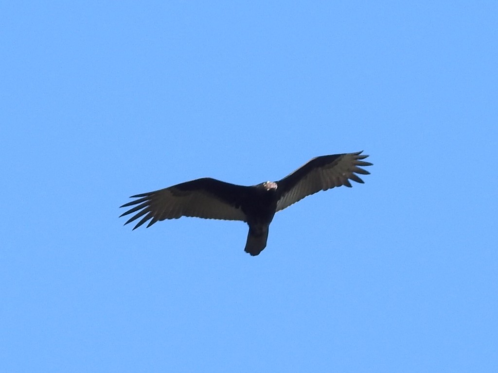 Turkey Vulture - ML199751471