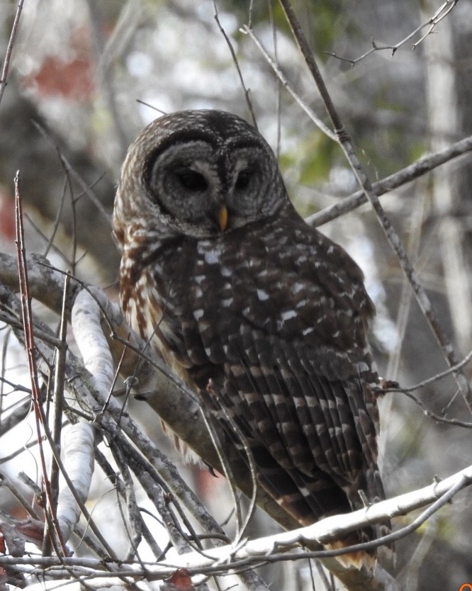 Barred Owl - ML199751551