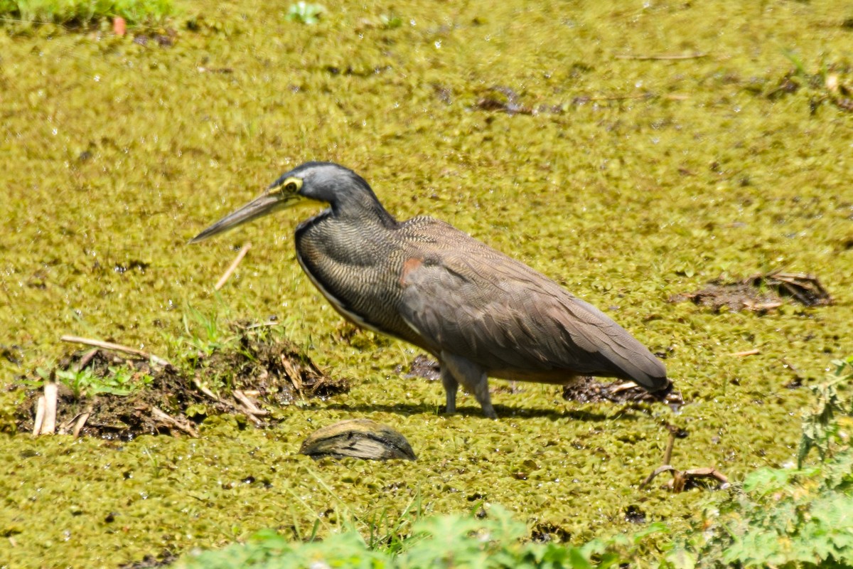 Bare-throated Tiger-Heron - ML199751761