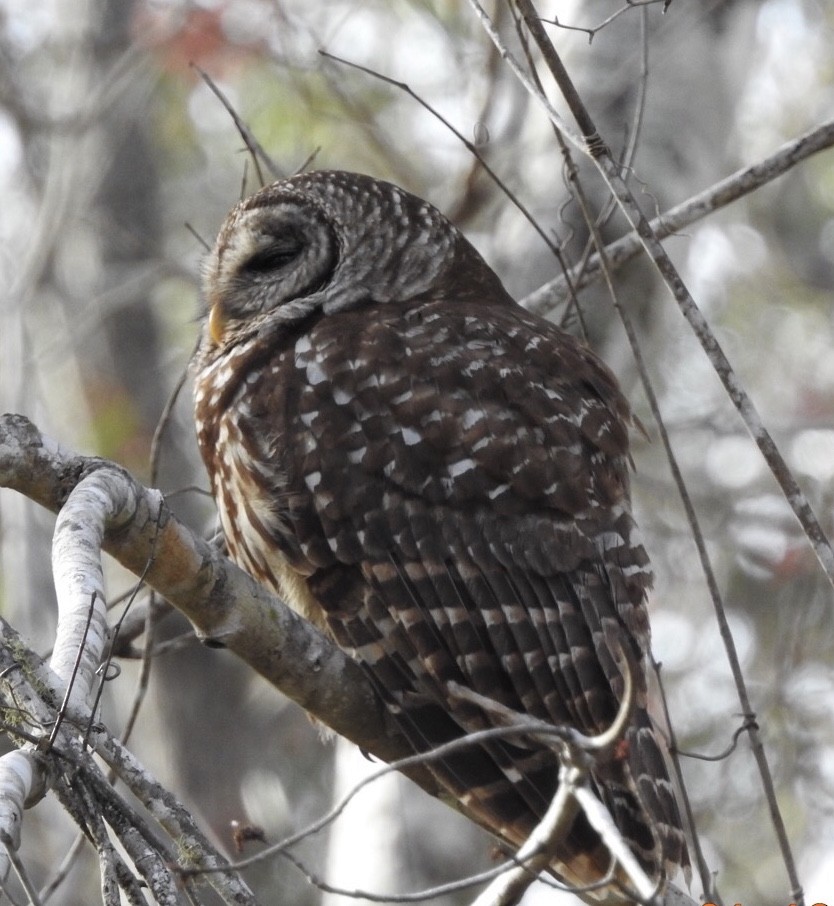 Barred Owl - ML199751961