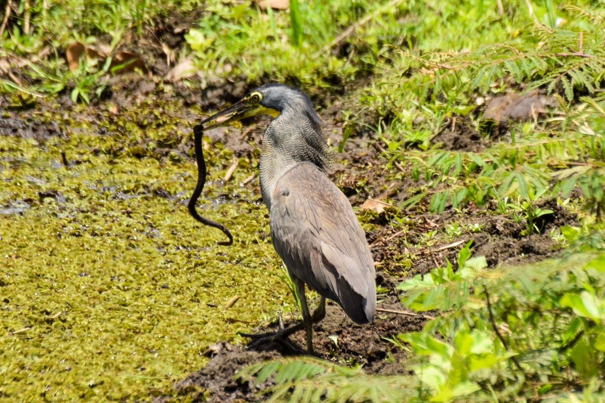 Bare-throated Tiger-Heron - Alison Bentley