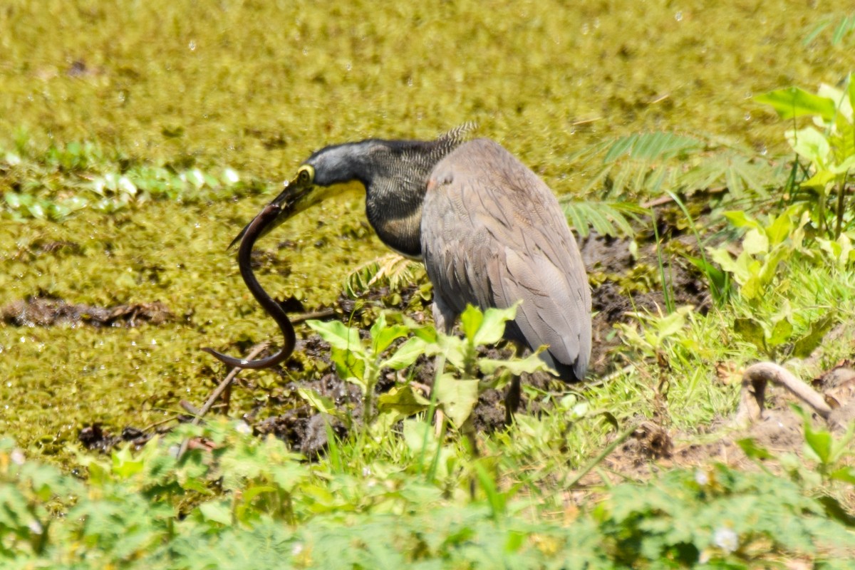 Bare-throated Tiger-Heron - Alison Bentley