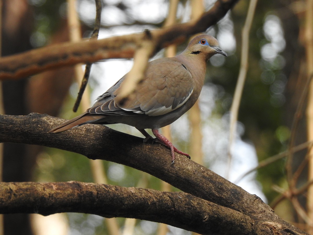 White-winged Dove - ML199753131