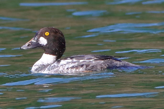 Common Goldeneye - ML199755011