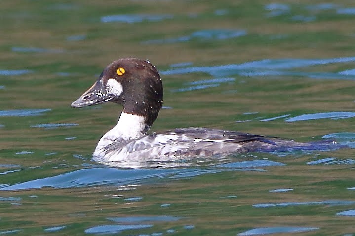 Common Goldeneye - ML199755081