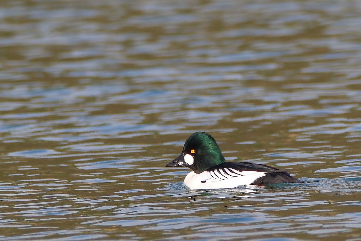 Common Goldeneye - ML199755181