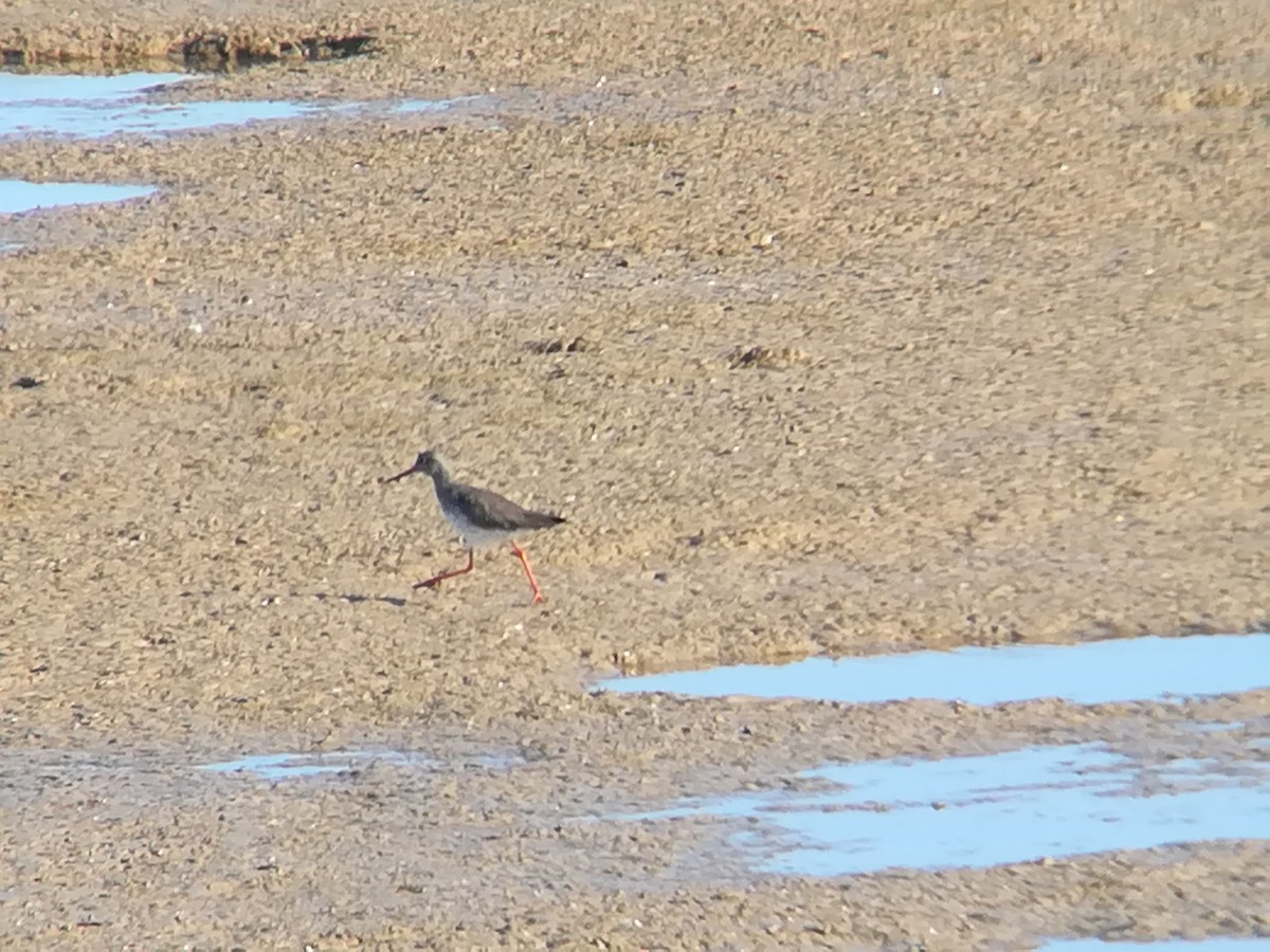 Common Redshank - ML199757681