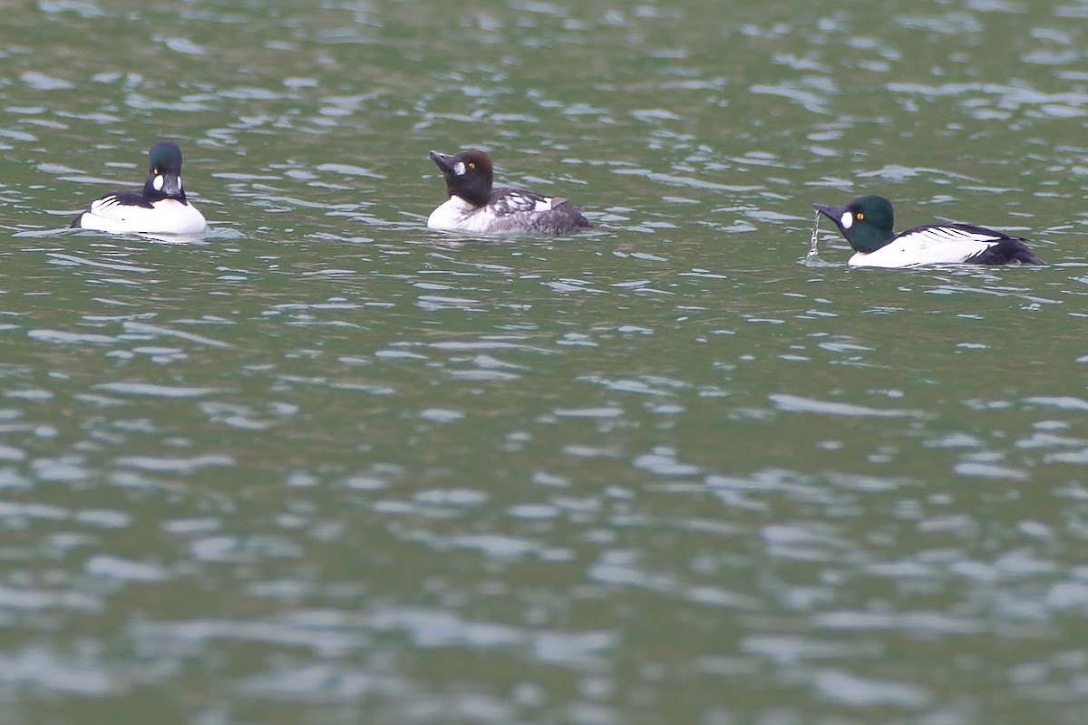 Common Goldeneye - ML199757751