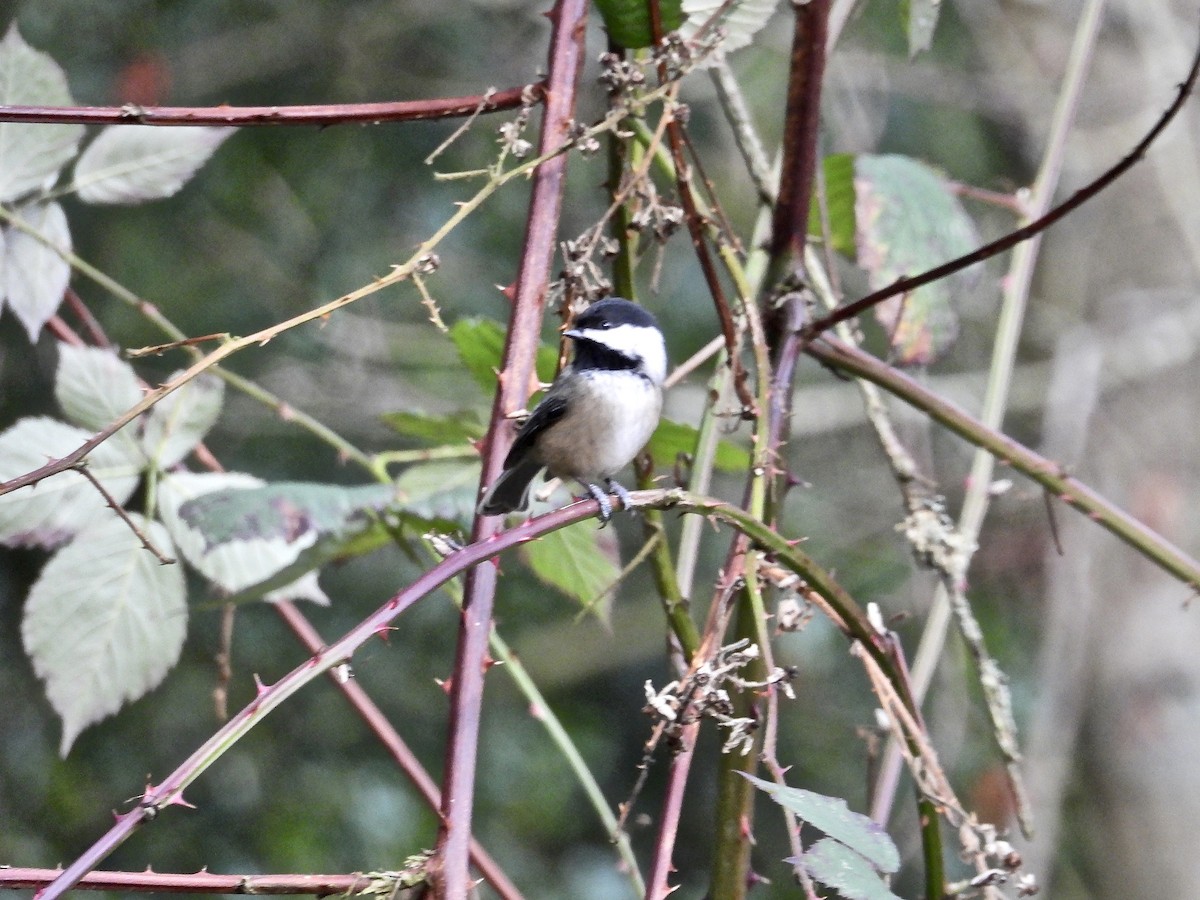 Black-capped Chickadee - ML199757801