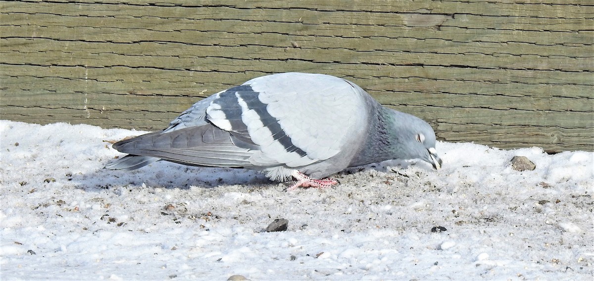 Rock Pigeon (Feral Pigeon) - ML199758051