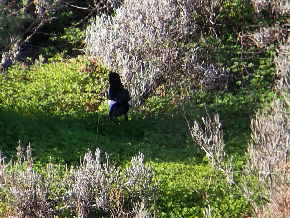 Eurasian Magpie - ML199758131