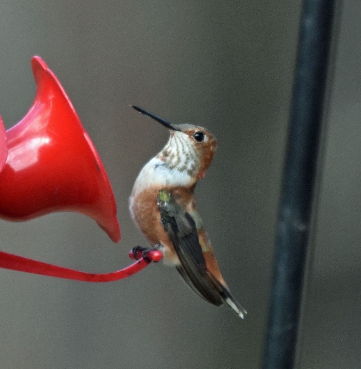 Rufous Hummingbird - Bob Zaremba