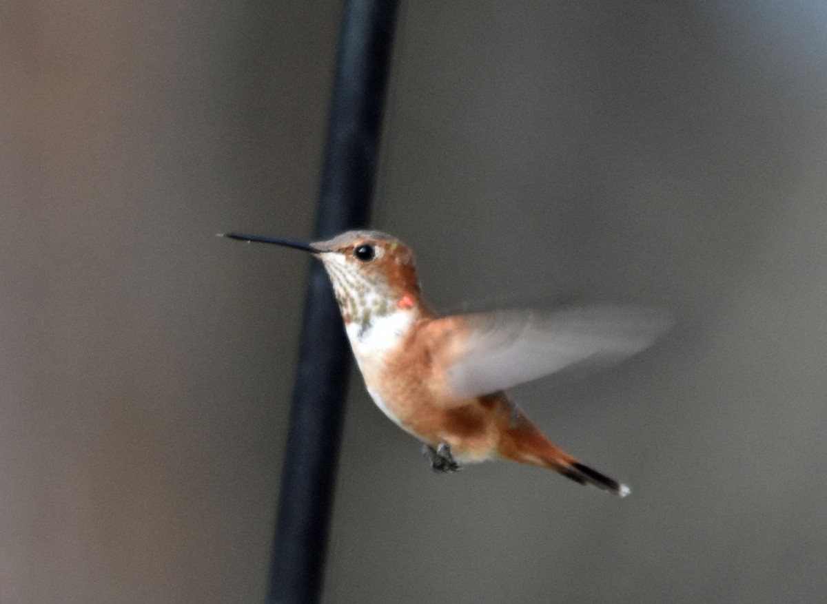 Rufous Hummingbird - Bob Zaremba