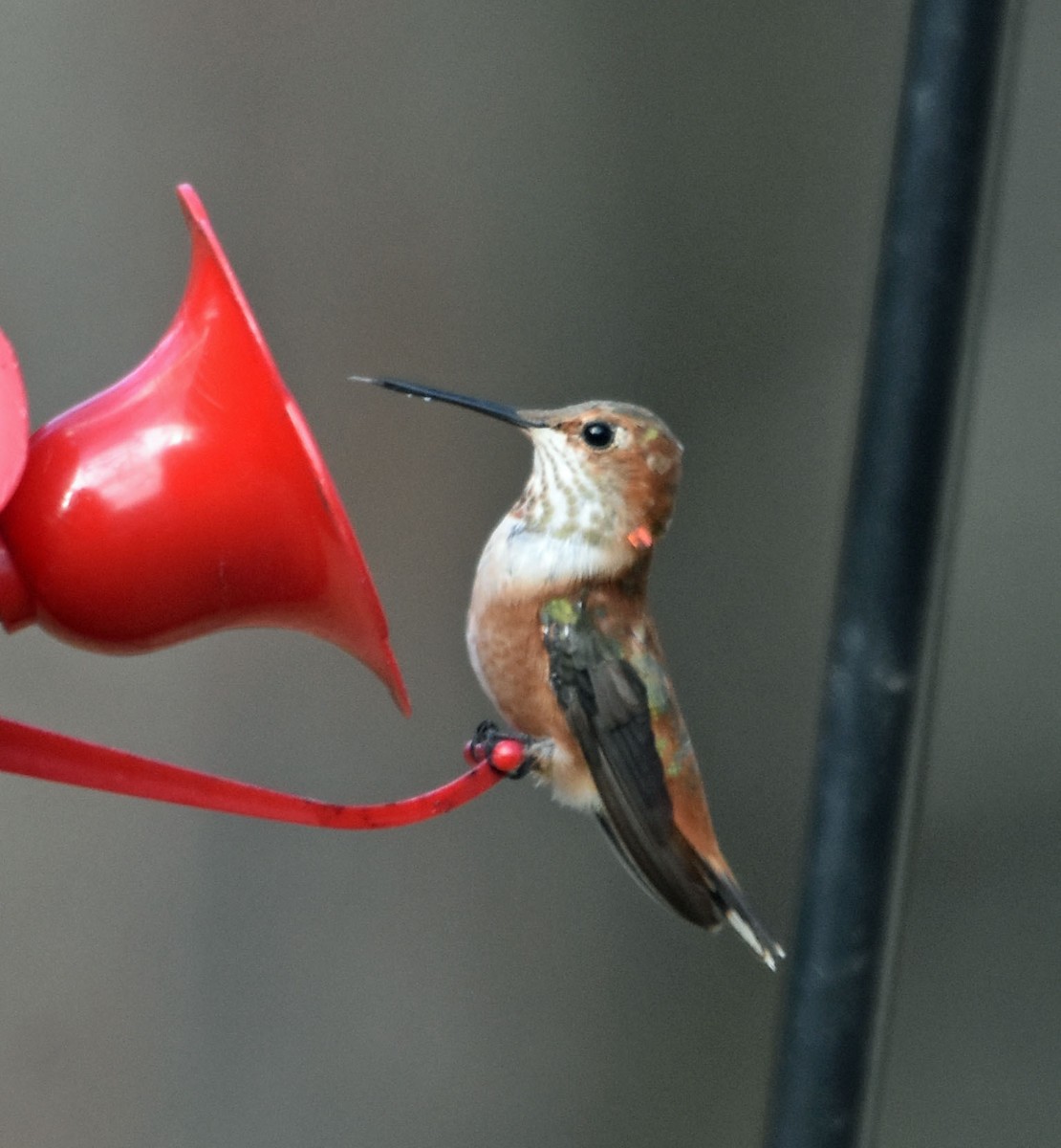 Rufous Hummingbird - Bob Zaremba