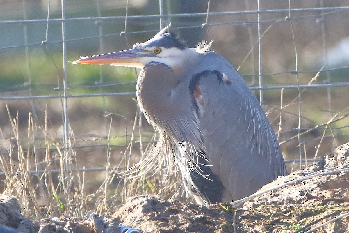 Great Blue Heron - ML199758941