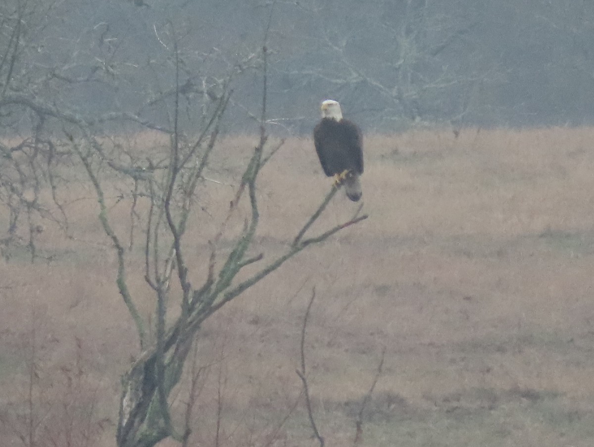 Bald Eagle - ML199759991