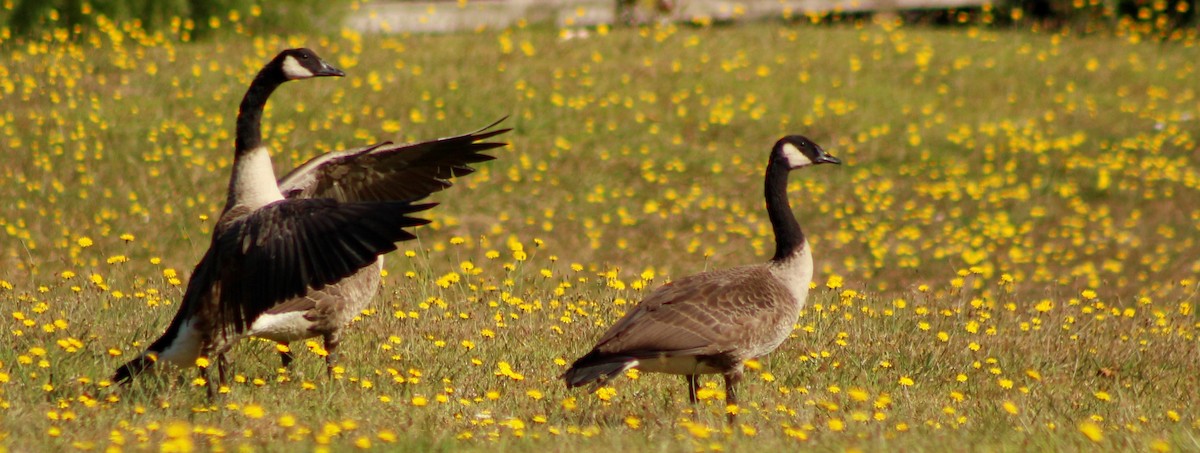 Canada Goose - ML199760391